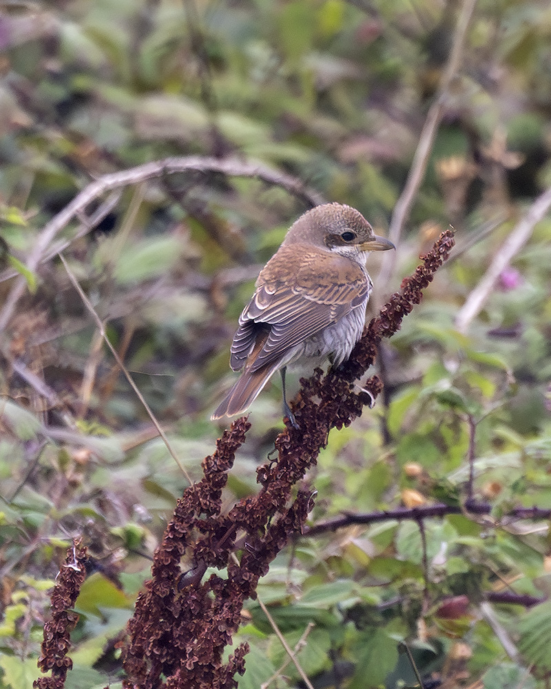red-backed shrike